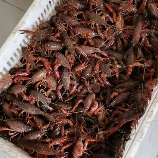 潜江市潜江小龙虾 各种规格，需要联系