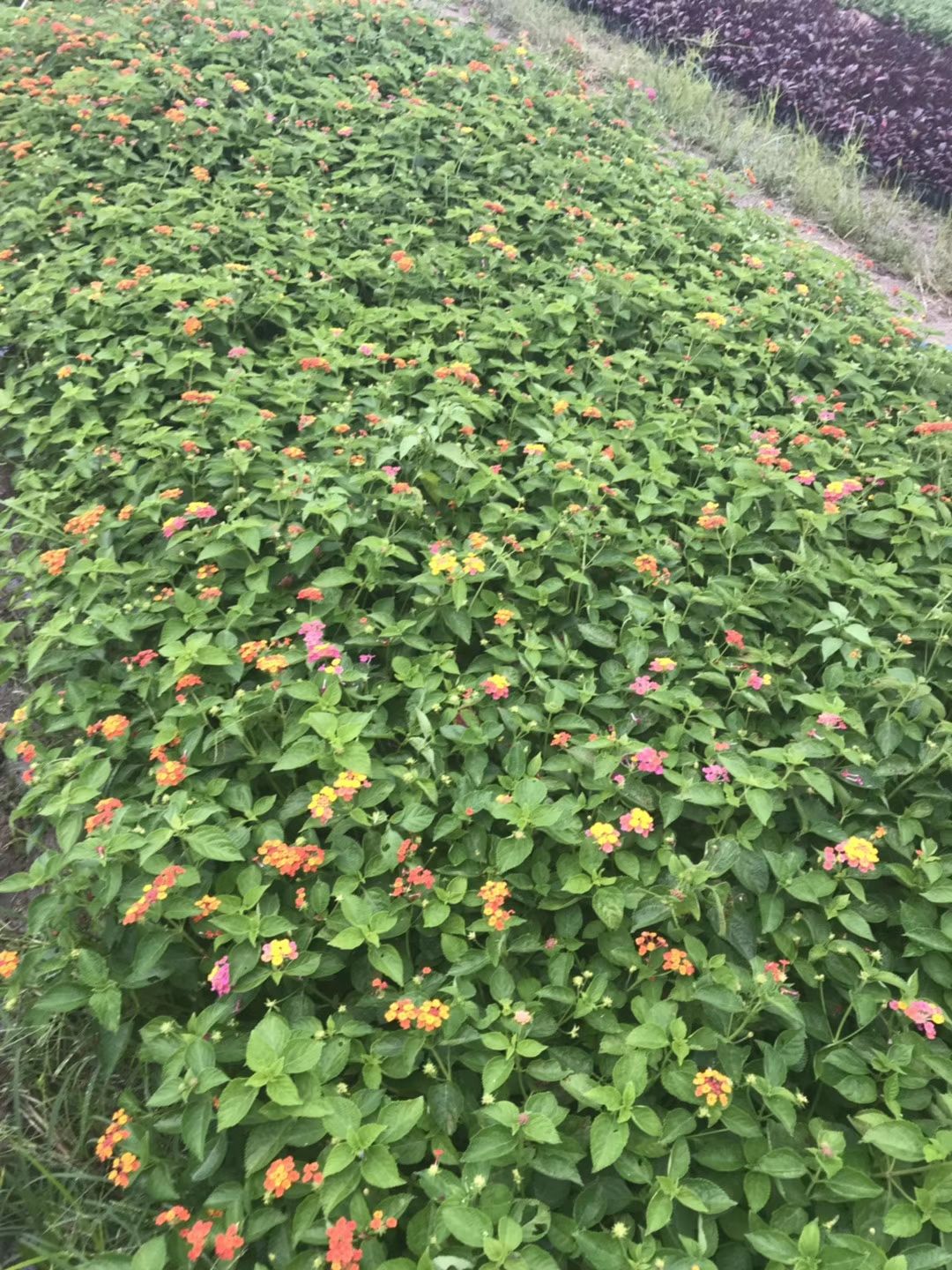  五色梅 马缨丹盆栽 紫花马缨丹 黄花马缨丹量大从优