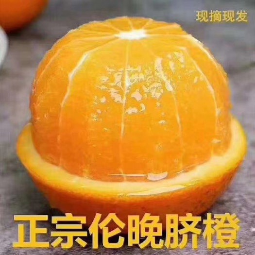 秭归县伦晚脐橙  姊归伦晚橙子香甜无渣薄皮自然成熟鲜果10包邮产地直发