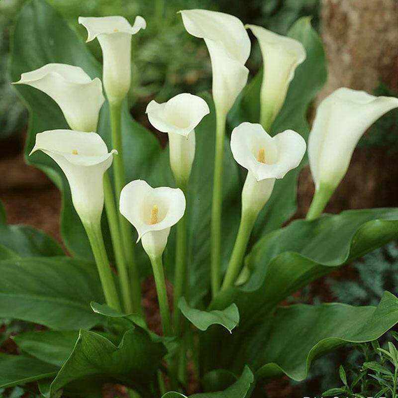  彩色马蹄莲种球大球室内球根花卉四季种易活花种子植物盆栽苗