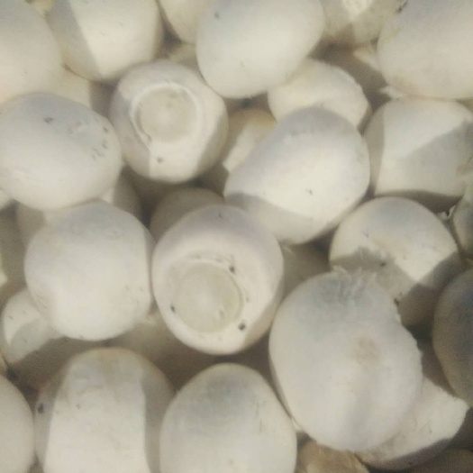 兰考县蘑菇 质量棒棒哒，价格美丽