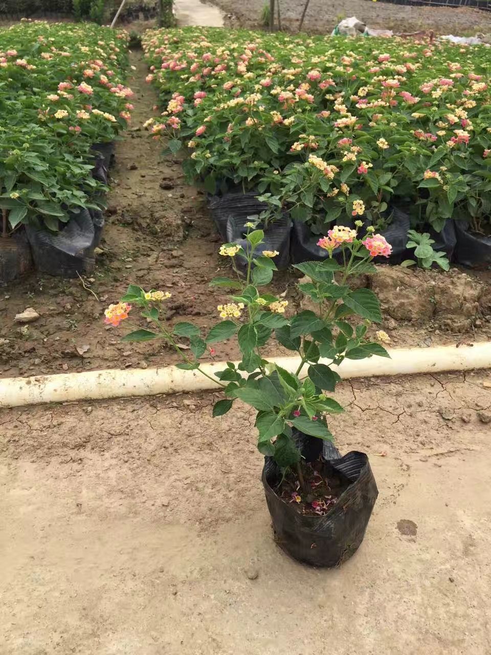  五色梅 马缨丹盆栽 紫花马缨丹 黄花马缨丹量大从优