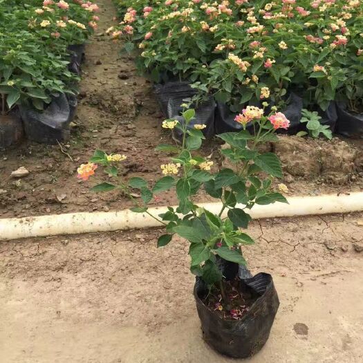 漳州 五色梅 马缨丹盆栽 紫花马缨丹 黄花马缨丹量大从优
