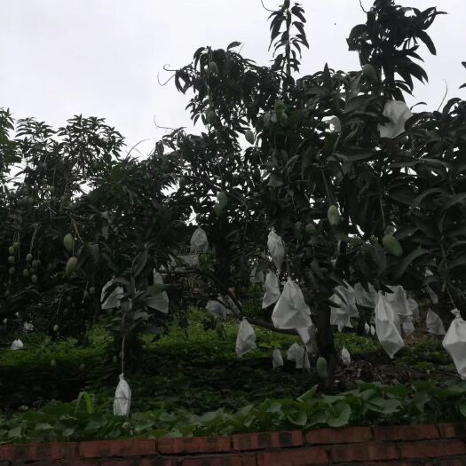 蒙自市 批发各种芒果