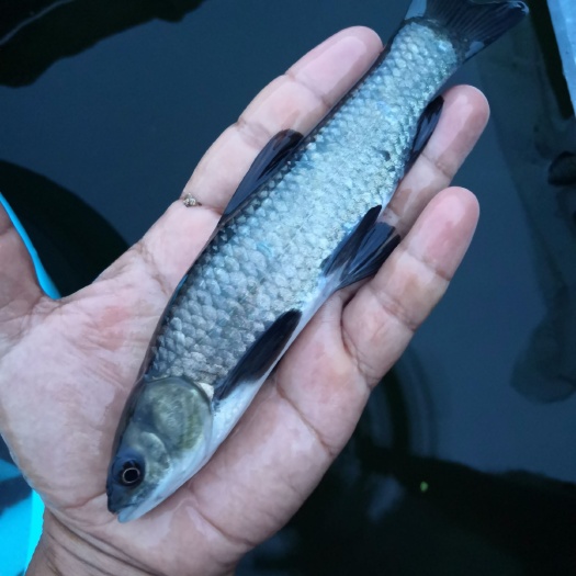 中山市青鱼苗 青鱼，黑鲩，螺丝青，乌鲩