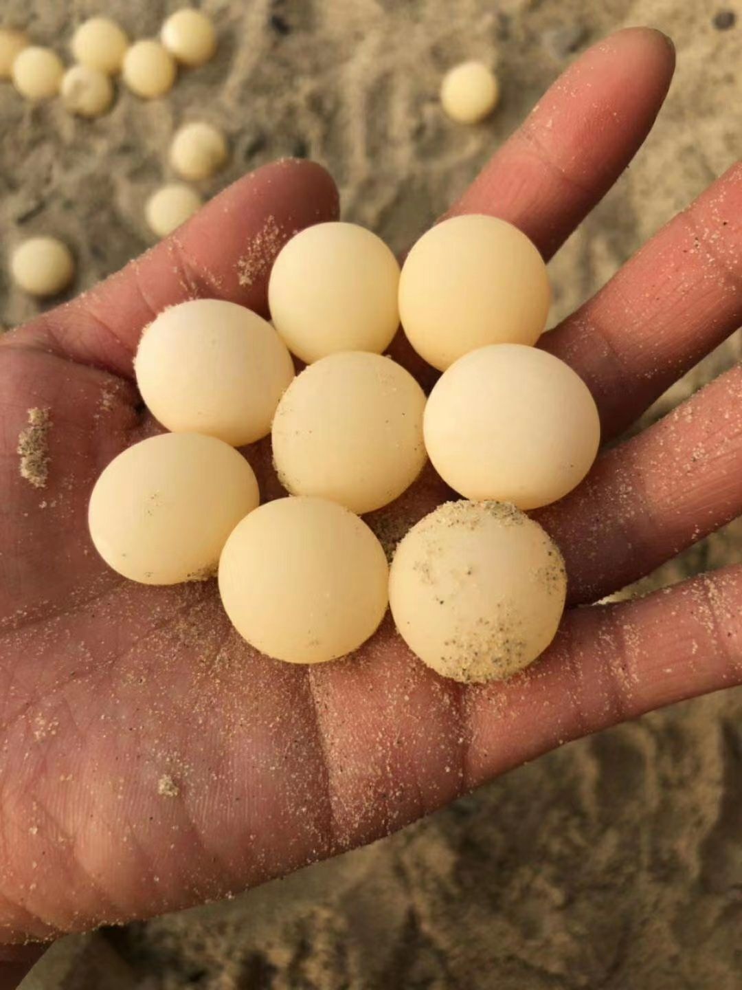惠来县食用孵化甲鱼蛋王八蛋水鱼蛋团鱼蛋100个送20个
