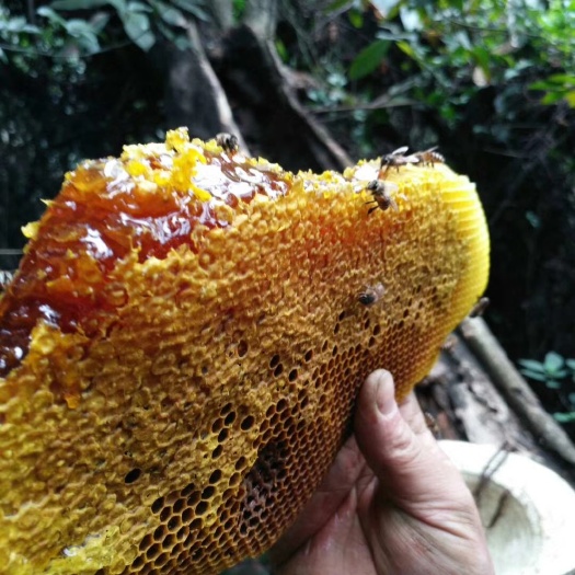 宁明县 来自大山深处的老蜂蜜，筑巢在森林深处的悬崖峭壁上，美味。
