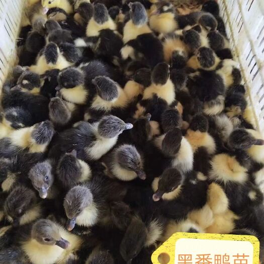 永州番鸭苗