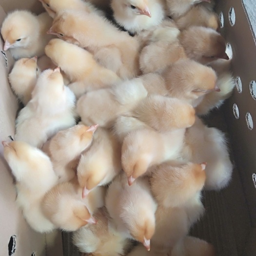 南宁三黄鸡苗 统货