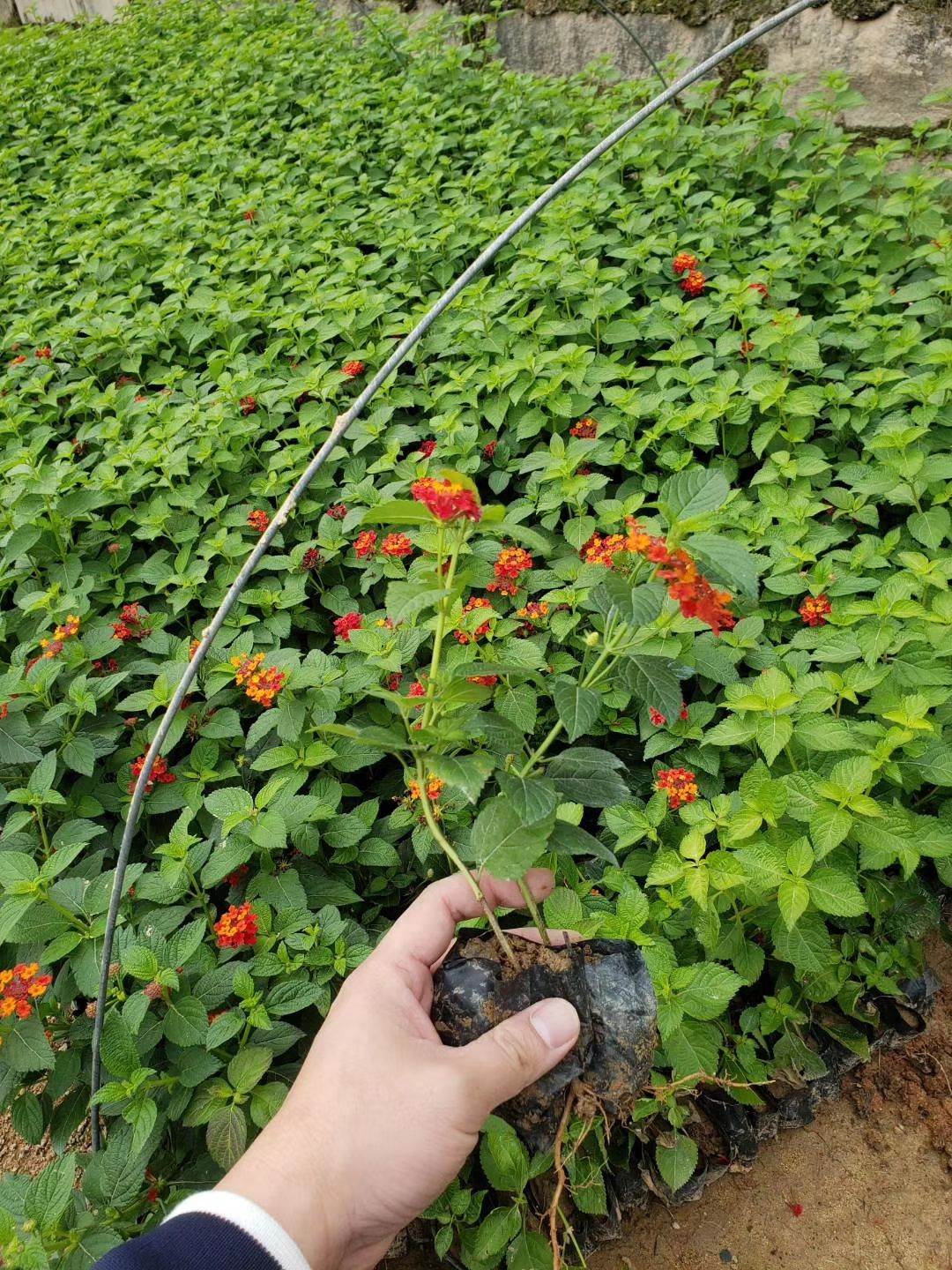  五色梅 马缨丹盆栽 紫花马缨丹 黄花马缨丹量大从优