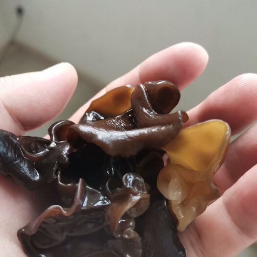 丰林县 批发东北黑木耳、自家种植、货源充足、质量有保障！