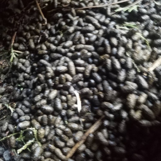 商洛 正宗五灵脂