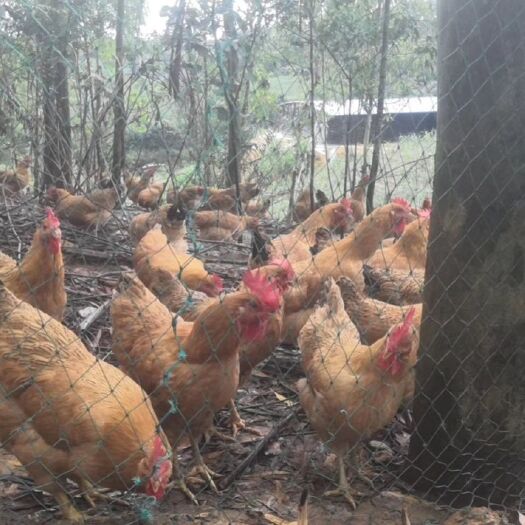 灵山县每天大量靓鸡上市