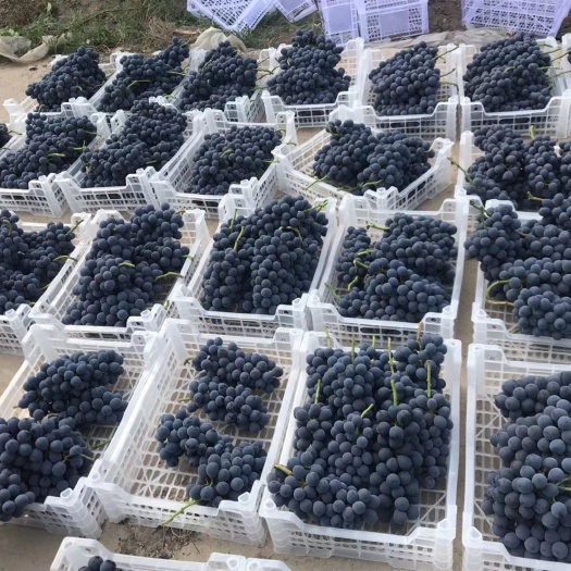 新沂市 夏黑葡萄大颗粒，果粉好，串型均匀