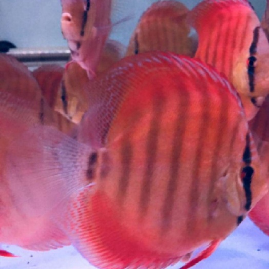 上海七彩神仙鱼  活体热带七彩鱼水族观赏宠物鱼红卡7-8厘米自养直销品种齐全