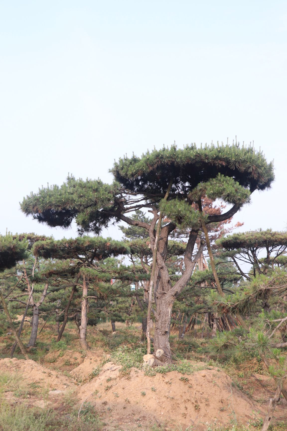 造型松树 精美造型松,欢迎选购