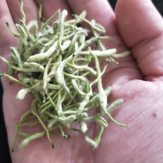 邢台巨鹿金银花
