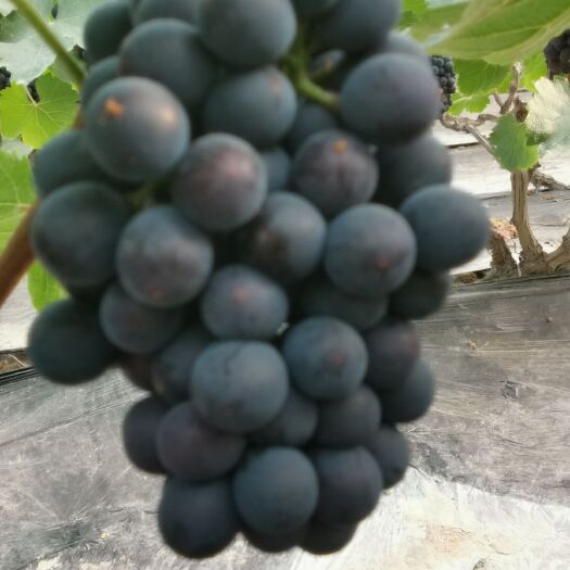 单县 夏黑葡萄  大量成熟上市，口感甜，色泽鲜艳 大棚葡萄种植。