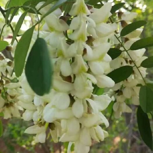 灵寿县 蜂蜜