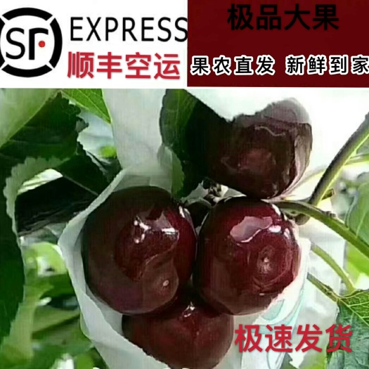 汉源县黑珍珠樱桃  套袋黑珍珠大樱桃车厘子支持一件代发，招各种代