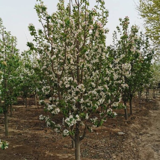  油松，海棠，山桃山杏，杨树柳树，侧柏