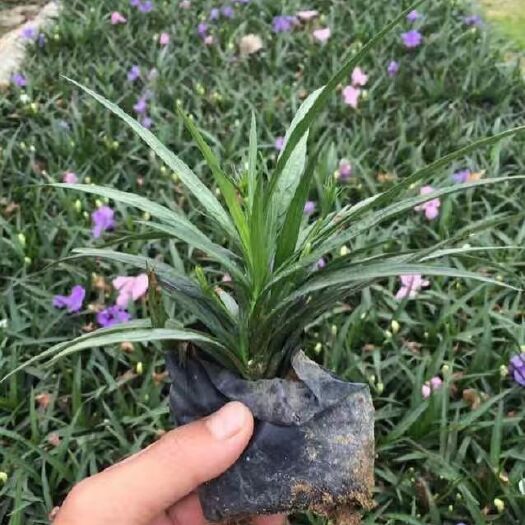 翠芦莉盆栽 翠芦莉 紫卢莉 矮卢莉