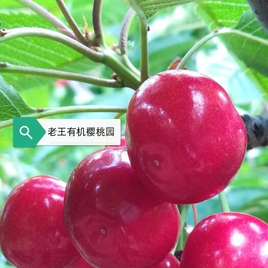 大连 2020大连应季陆地红灯美早沙蜜豆大樱桃，自家果园包顺丰