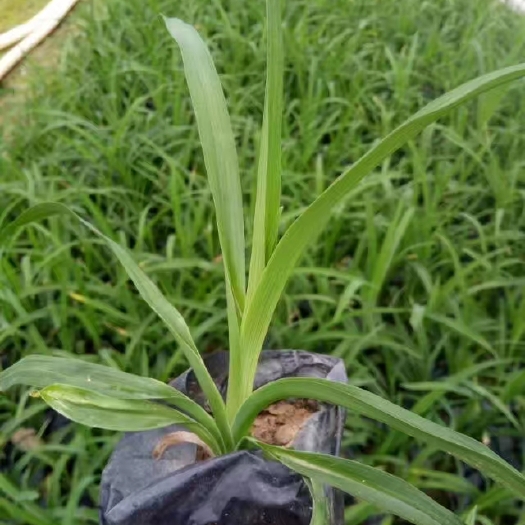 漳州 大花萱草