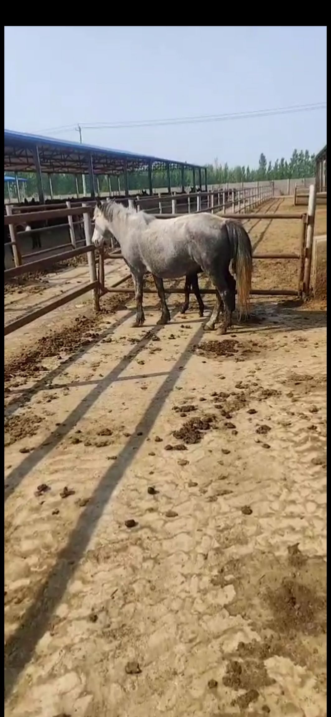  活马育肥马二岁子好膘马