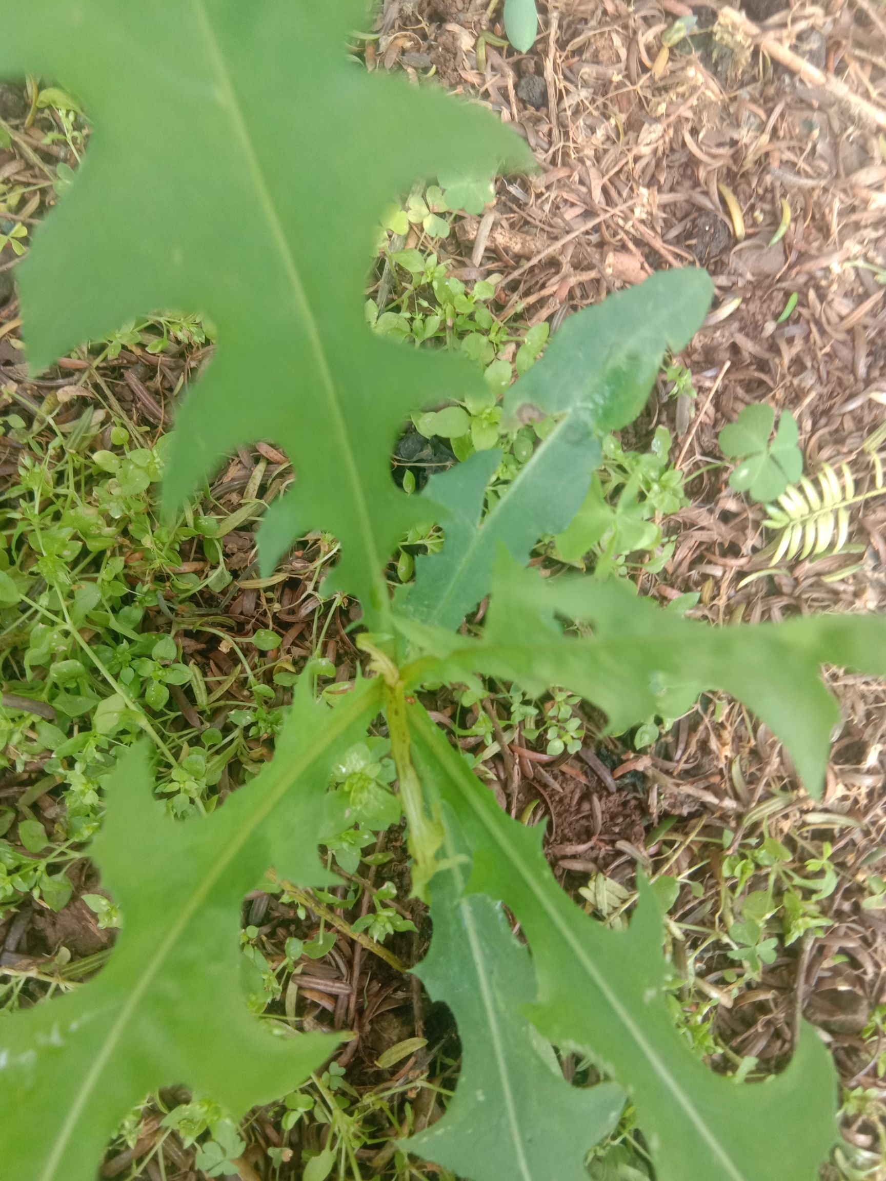 苦蕒菜 具有保健功能,也是可以冶新冠病毒的一種藥,補虛,治冠心病,肺