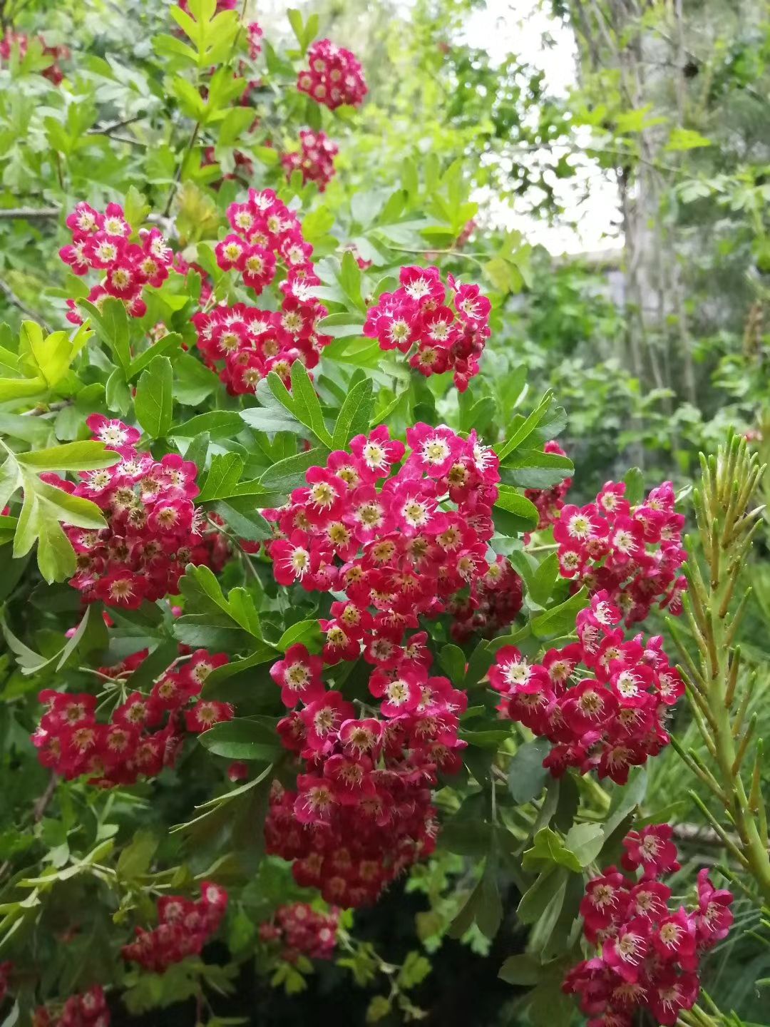 普通山楂苗 红花山楂苗，花色漂亮，鲜果可食用！包品种