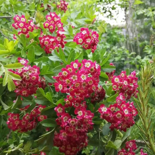 普通山楂苗 红花山楂苗，花色漂亮，鲜果可食用！包品种
