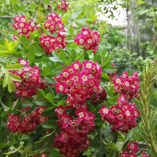 泰安普通山楂苗 红花山楂苗，花色漂亮，鲜果可食用！包品种
