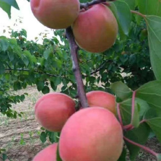 大荔县 陕西丰园红杏大量上市