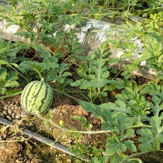 如东县 大棚种植西瓜