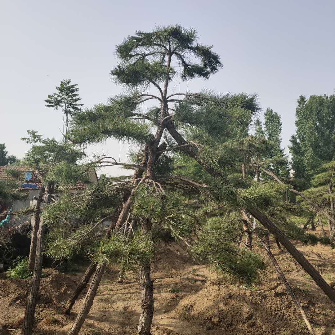 造型松树 造型景松