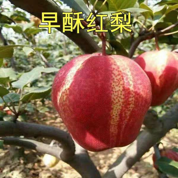红啤梨苗  红啤梨树苗梨树苗新品种 三包服务 规格齐全 48h发货