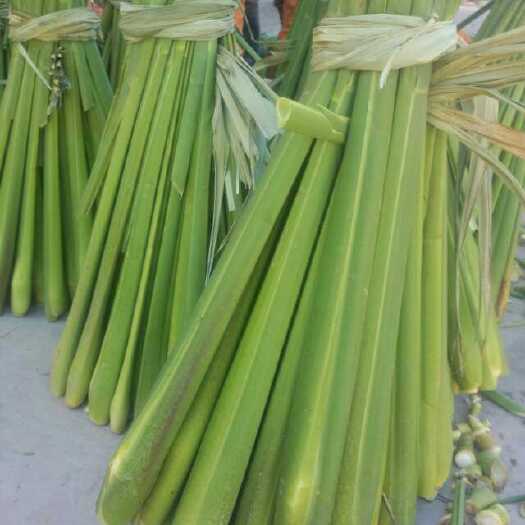 缙云县 高山茭白