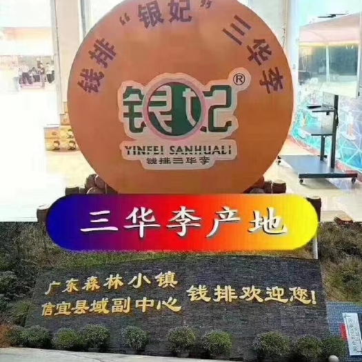 信宜市 广东省信宜市钱排正宗(银妃)三华李
