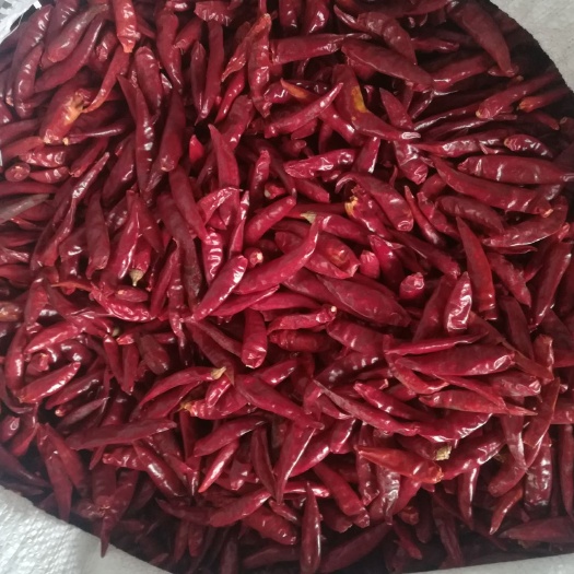 郑州天鹰椒干辣椒