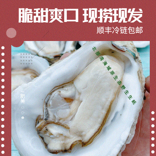 合浦县 助农鲜活生蚝5斤正宗北部湾海域海鲜水产牡蛎顺丰包邮