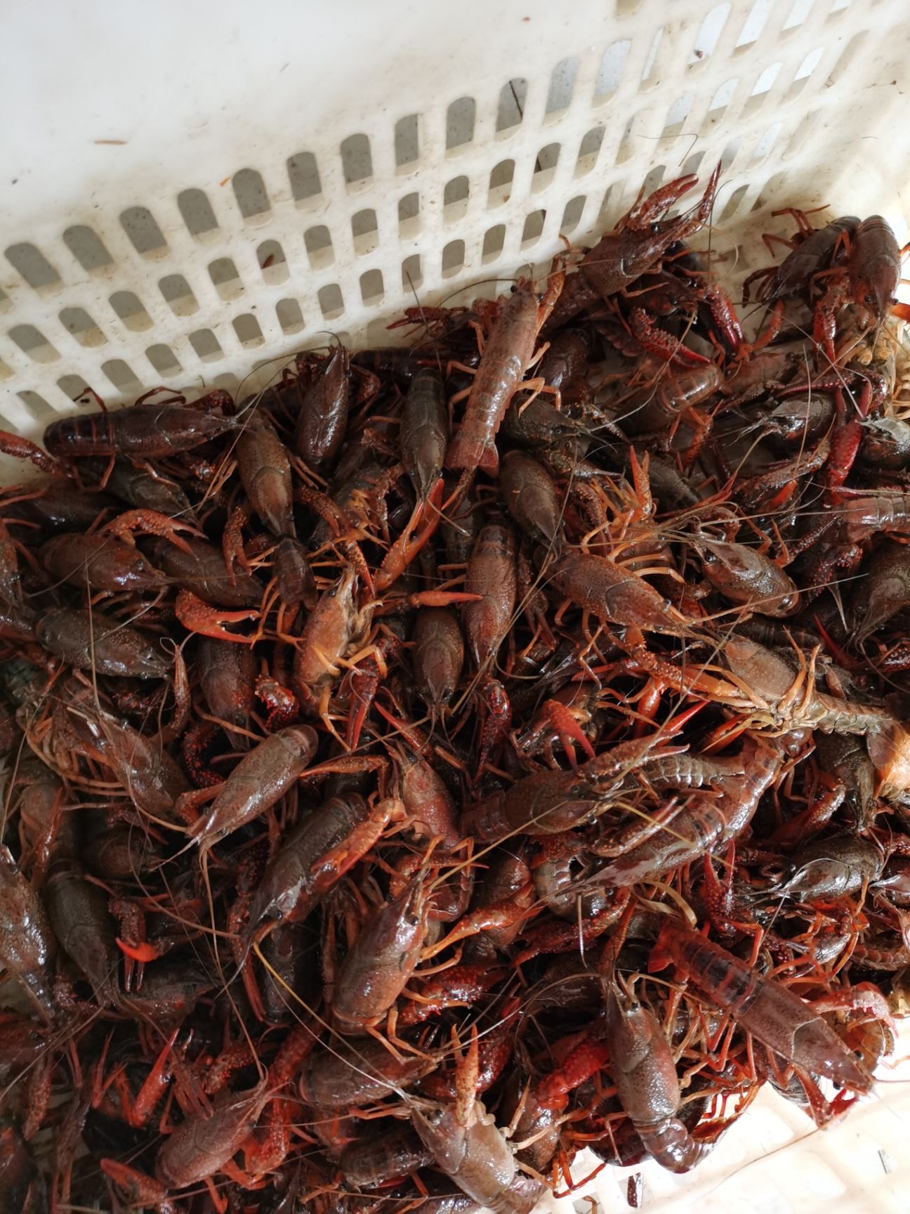 潜江小龙虾 各种规格，需要的联系
