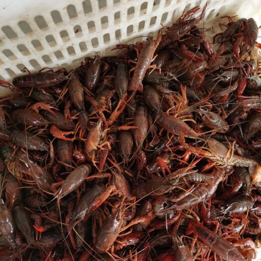 潜江市潜江小龙虾 各种规格，需要的联系