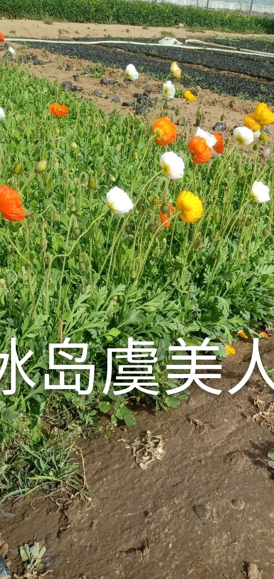 青州市 冰岛虞美人，常年供应各种草花苗木