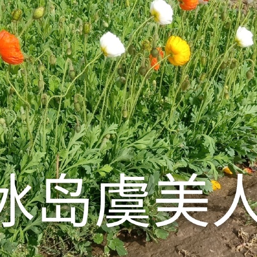 青州市 冰岛虞美人，常年供应各种草花苗木