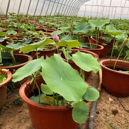  荷花盆栽，基地直供价格优惠欢迎预订