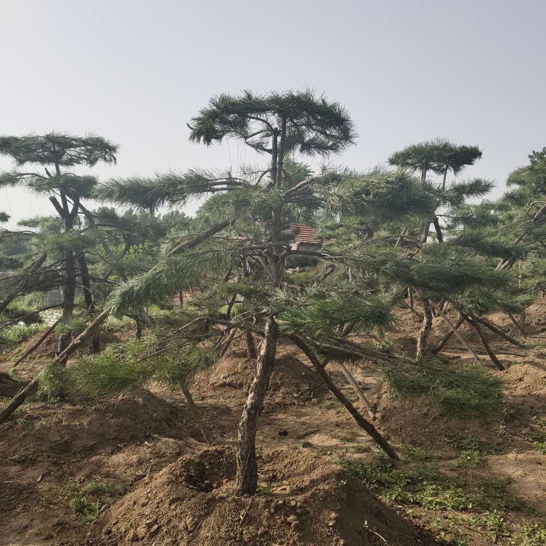 造型松树 造型景松