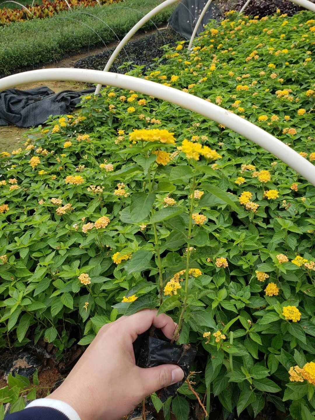  五色梅 马缨丹盆栽 紫花马缨丹 黄花马缨丹量大从优