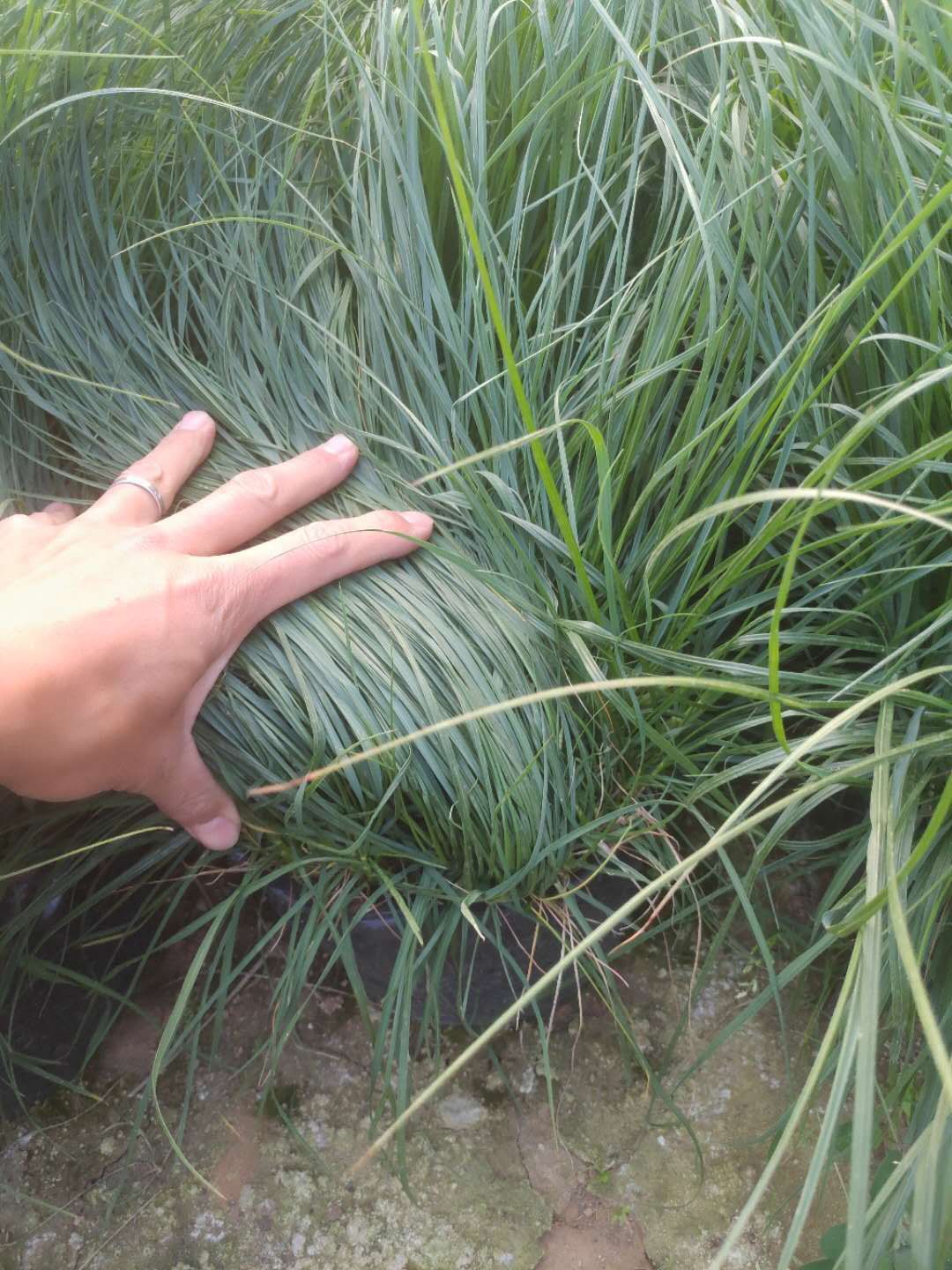 崂峪苔草 常年供应各种观赏草，草花宿根苗木