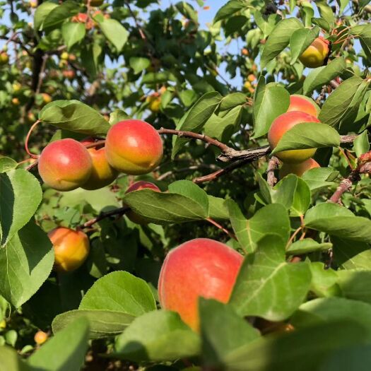 泾阳县 陕西2000亩连片种植的丰园红杏大量成熟上市
